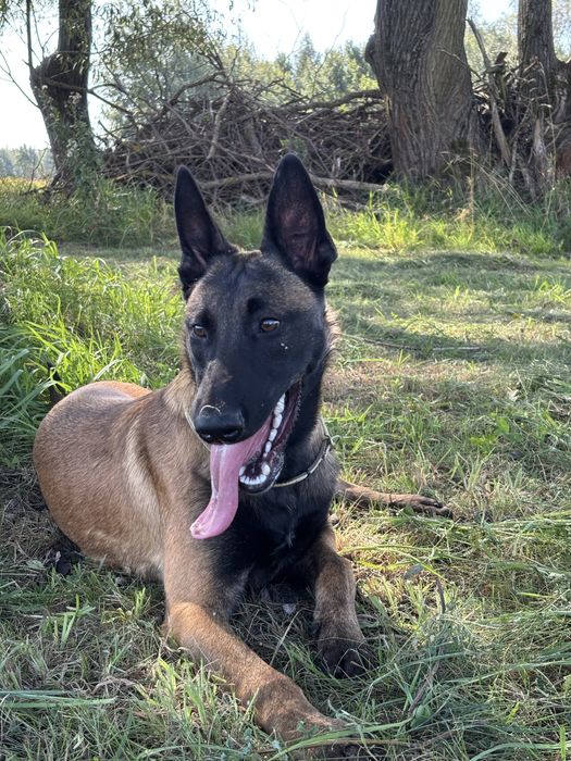 Owczarek Belgijski Malinois - FCI piesek 6 miesięcy