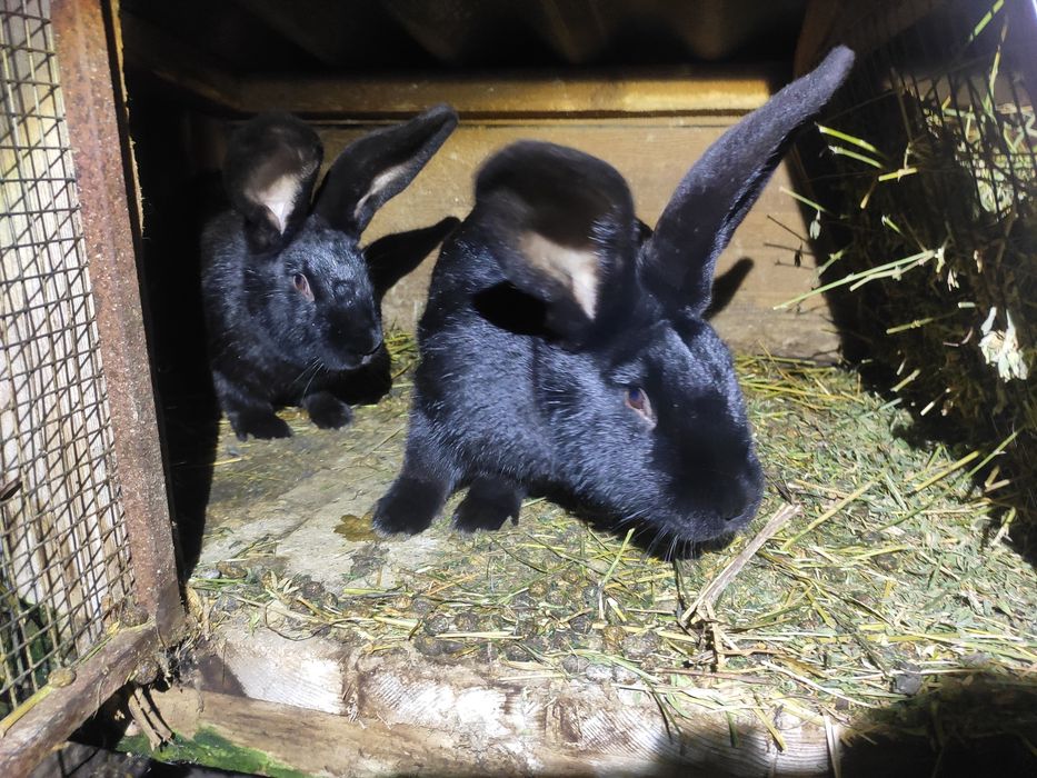 Змінять місце проживання кролики шиншили і німецький строкач