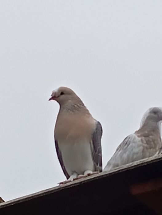 Такла. Голуби. Клітка.