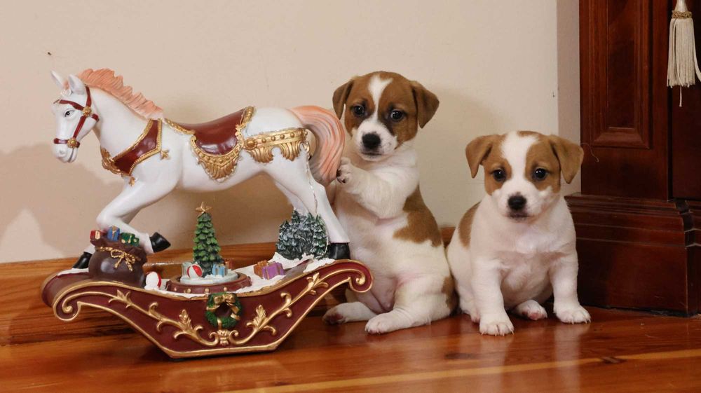 Piękna suczka JRT z hodowli"BREFIO"/badania genetyczne