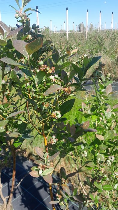 Plantas de Mirtilos de Produção Biológica