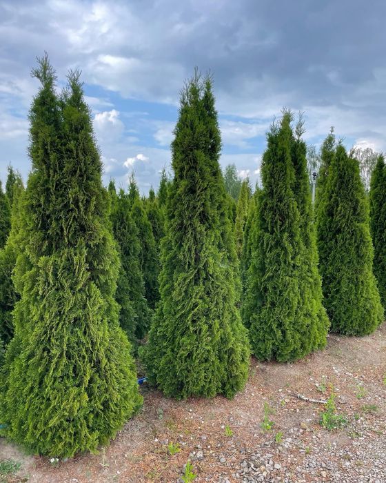 Bardzo Duże Tuje Szmaragd 320cm ‼️PRODUCENT‼️ Wysokie Thuje do 4,5m