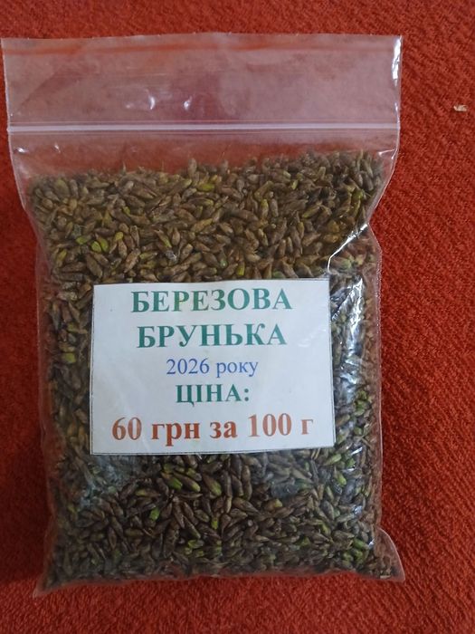 Брунька березова