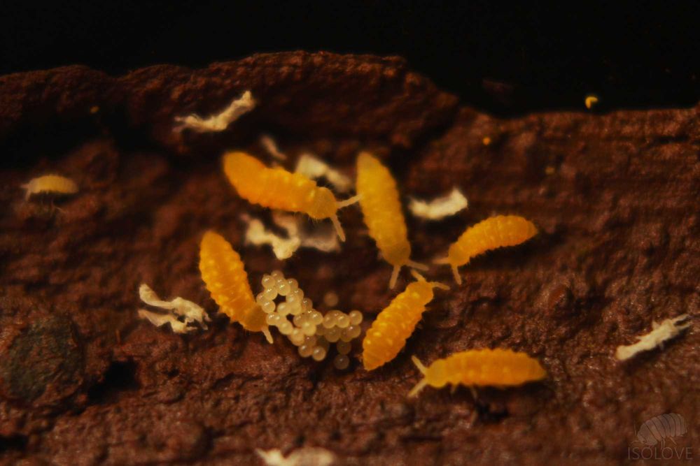 Ceratophysella isabellae "yellow albino", żółte skoczogonki