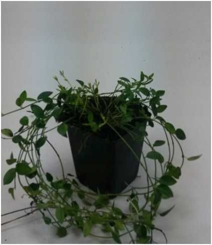 BARWINEK zadarniający  10 sztuk piękne  duże sadzonki 50 cm na skarpy