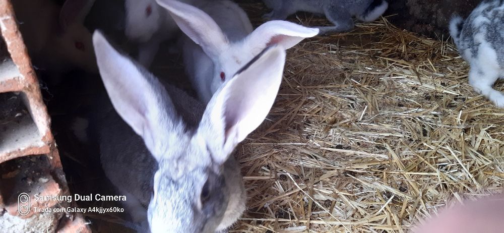Coelhos para venda
