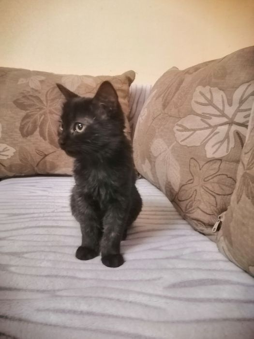 Котята в добрі руки