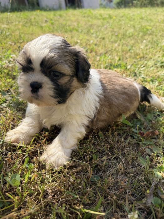 Shih-Tzu słodziutki piesek gotowy do odbioru!!