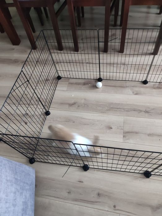 Królik miniaturka + całe wyposażenie dla królika,