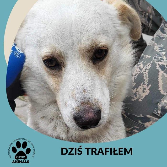 Znaleziony pies Skórcz