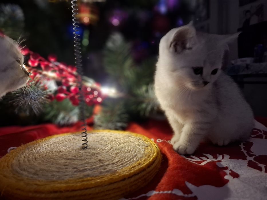 Шотландські кошенятка