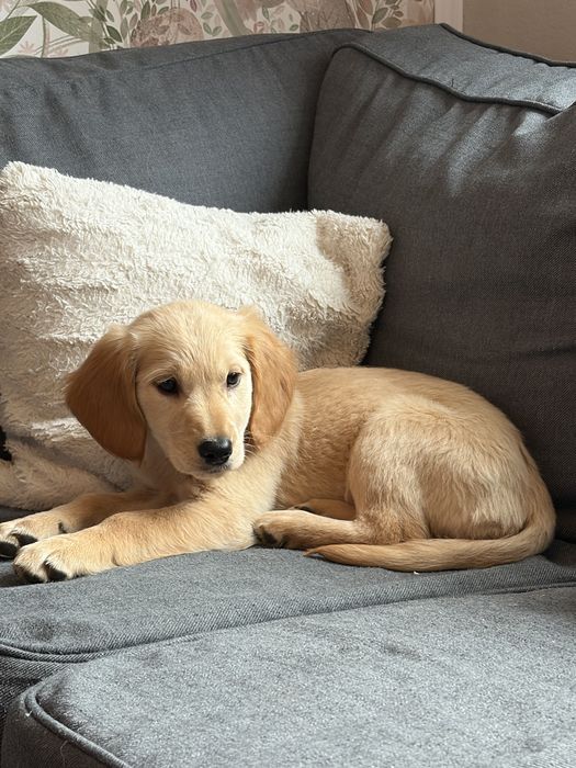Suczka golden retriever