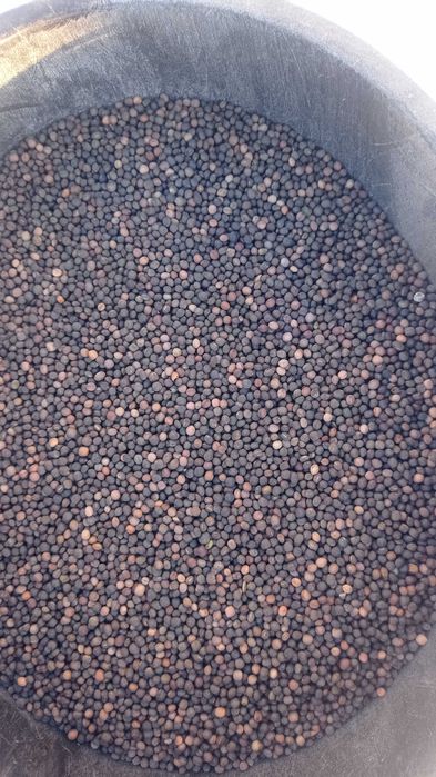 Wyka jara z sezonu 2025