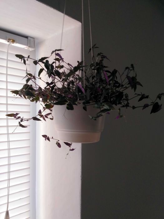 Традесканция мелколистная