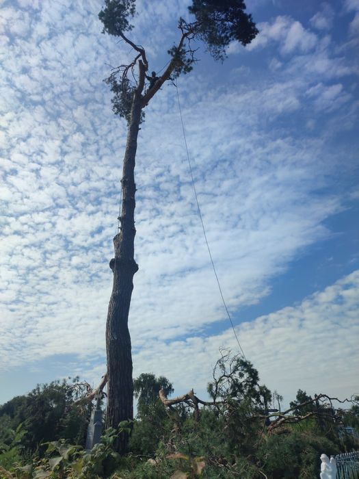 Зрізати дерево, Зрізання  дерев, кронування