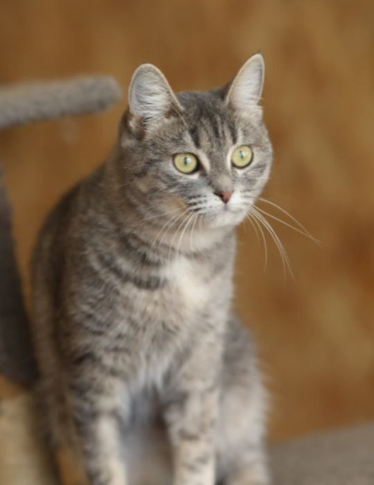 Корса, кошечка загадка, дівчинка 1,5 роки