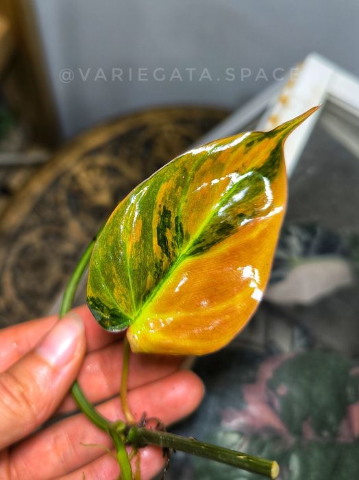 Philodendron Micans variegata Mikans filodendron ukorzeniony liść 2 węzły