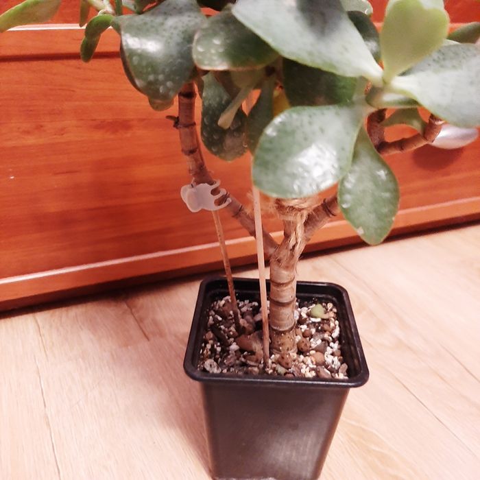 Crassula arborescens Curly Green,  duże drzewko