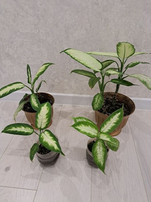 Дифінбахія Каміла