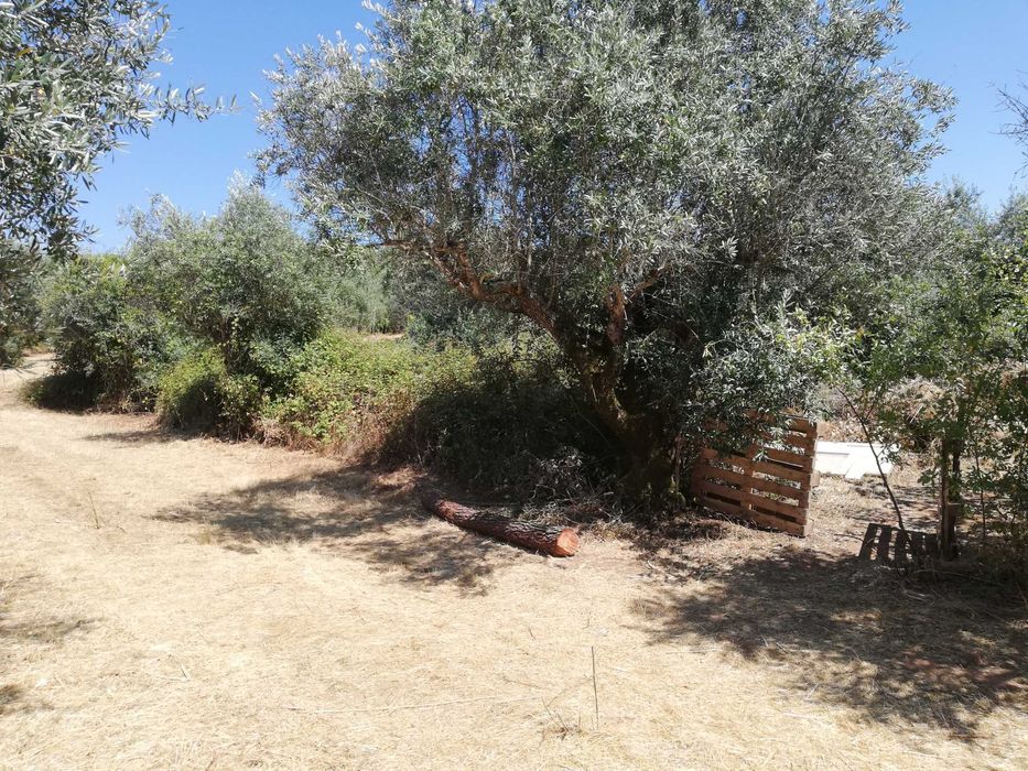 "Terreno Rústico à Venda – Tomar, em Santarém"