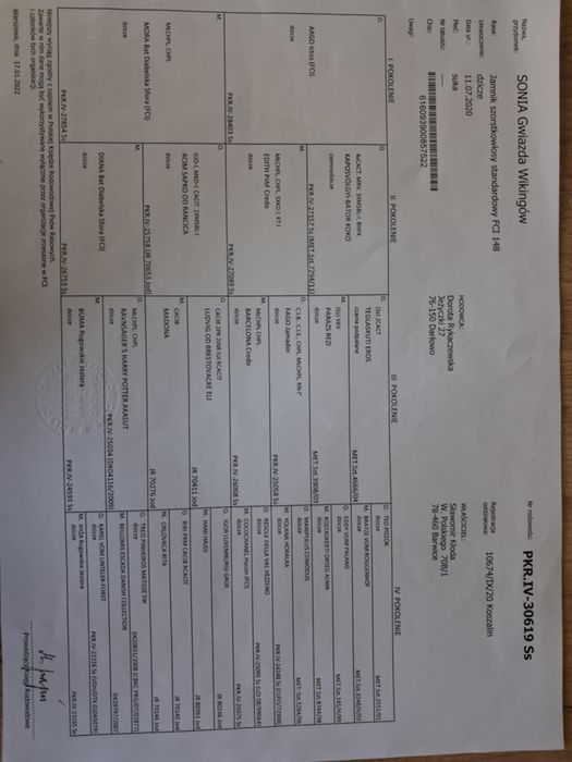 Jamnik szorstkowłosy standardowy