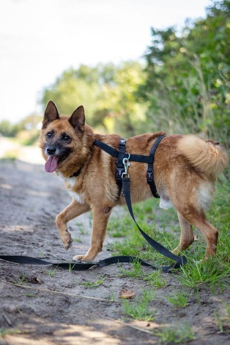 Largo traci wzrok Schronisko Nadzieja Napierki