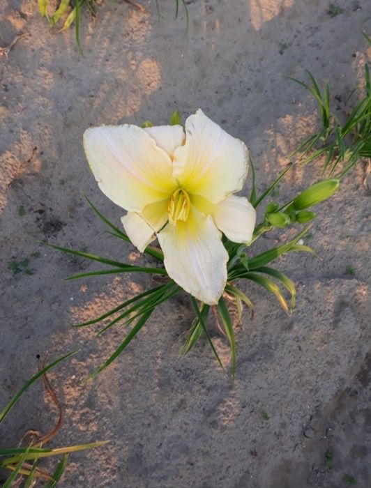 Liliowiec sadzonki 2 kolory 20 sztuk