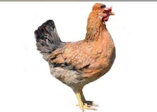 Kury na jajka Rosa z jajkiem, Leghorn, kolory