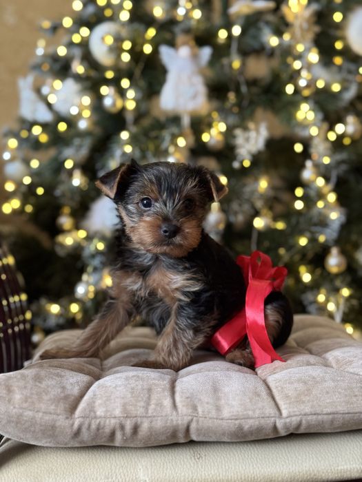 Маленька дівчинка Йорк