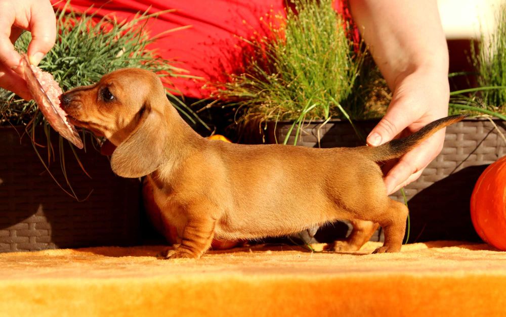 Jamnik króliczy krótkowłosy ZKwP/FCI cudny AMIGO