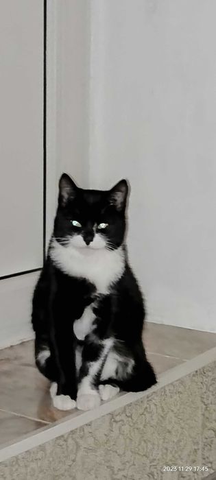 Отдам кота и кошечку