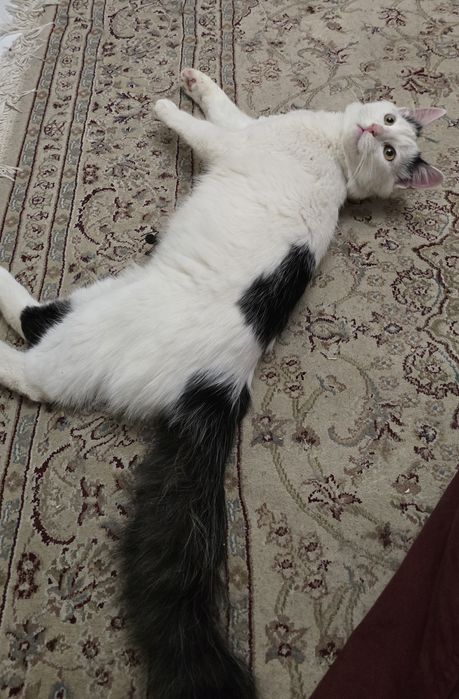 Котик в добрі руки безкоштовно