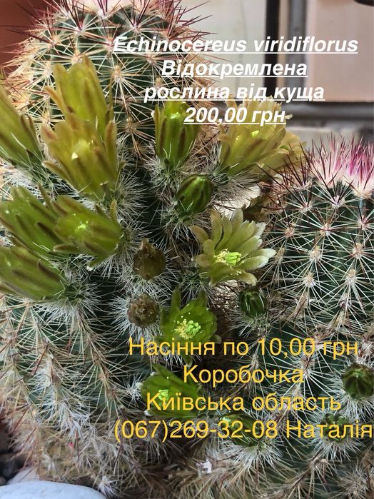 Ріпсаліс. Кактуси види