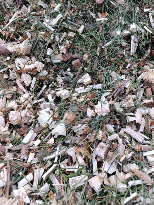 Zrębka sosnowa sucha, podłoże do ogrodu, opał