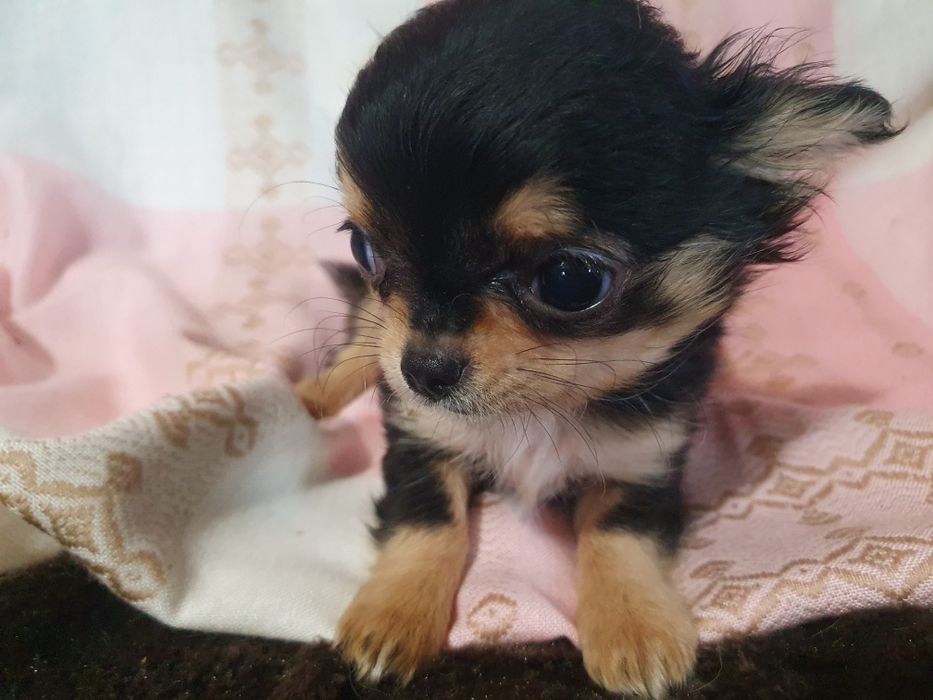 Мальчик чихуахуа длинношерстный
