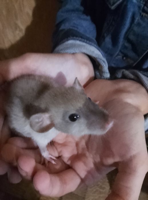 Декоративная крыса