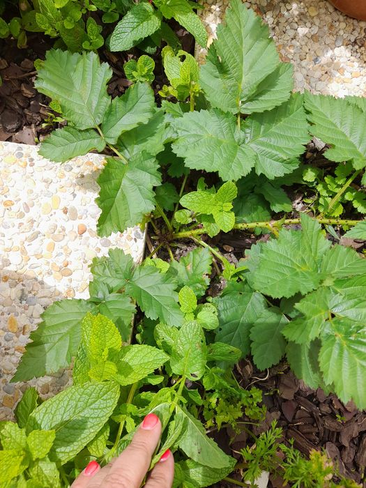 Rebentos de Framboesas