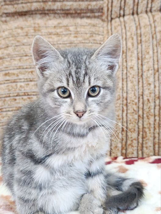 Подарую кошенят , два хлопчика і дівчинка