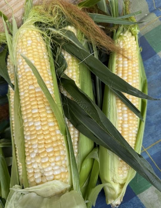 Продам солодку кукурудзу