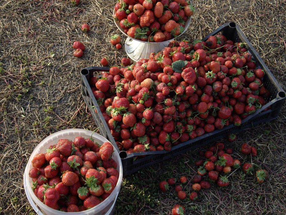 Продам саженцы ремонтантной клубники