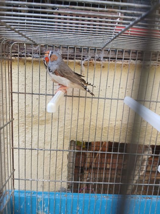 Mandarins A procura de um lar novo