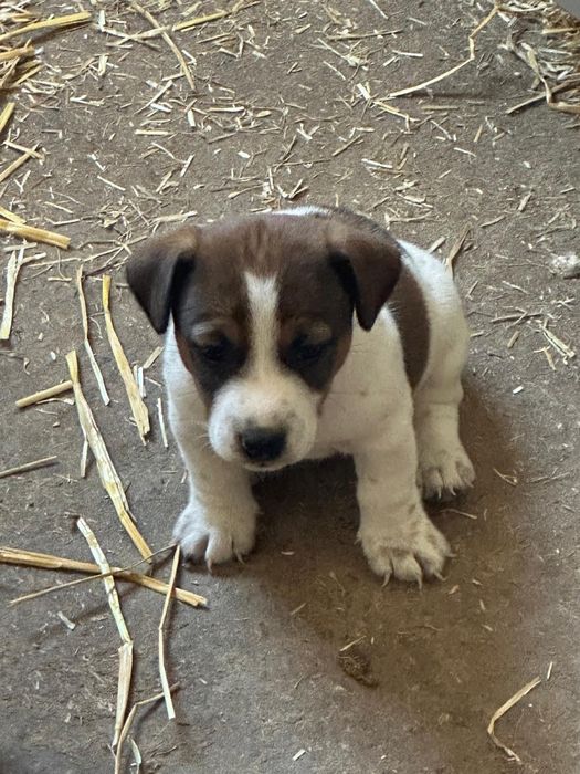 Jack russel  puro