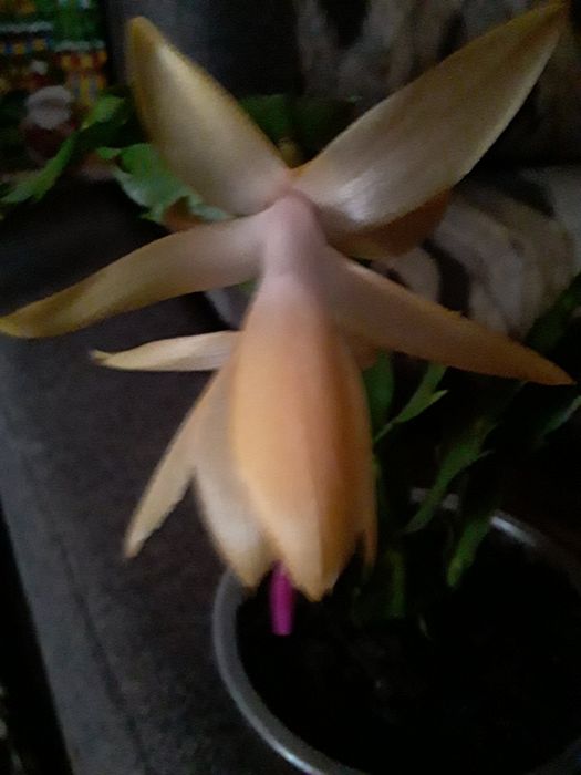 Різдвяний лимонного кольору