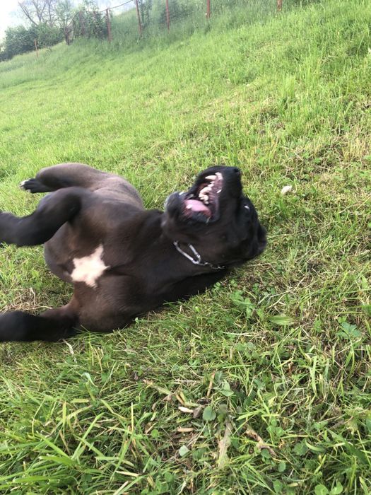 Вʼязка Кане-Корсо