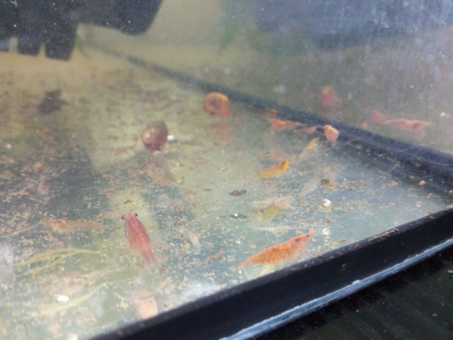 Krewetki akwariowe Mix po 3zl