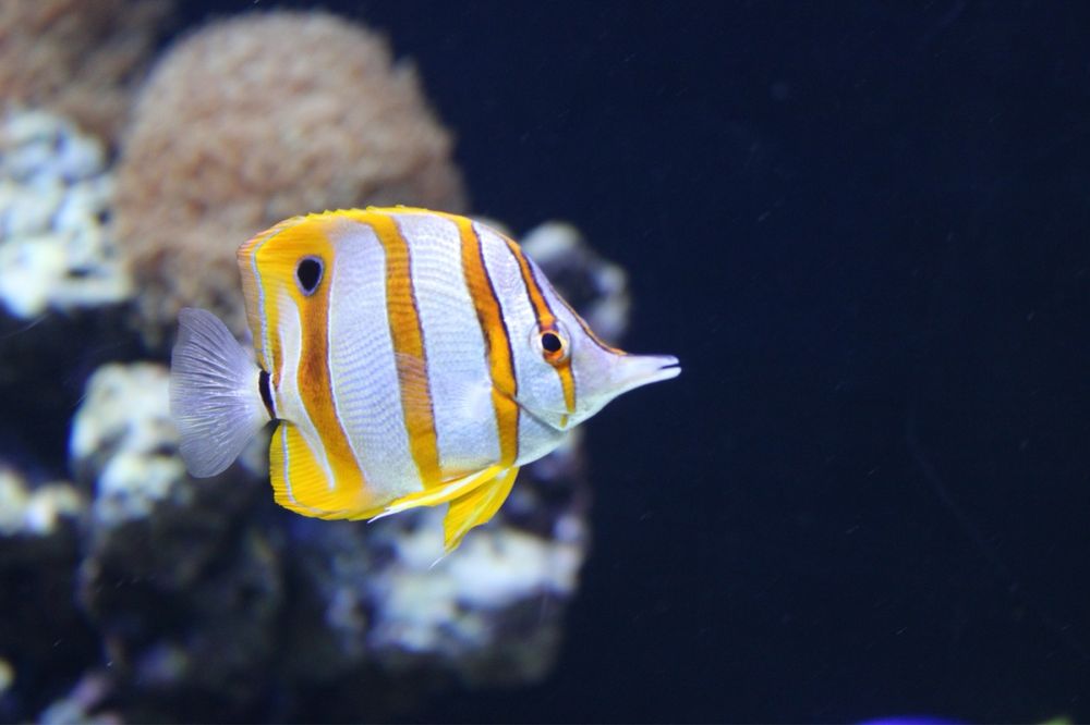 Camera fotografica Canon EOS 2000D