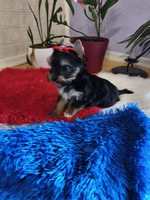Yorkshire terrier śliczna dziewczynka
