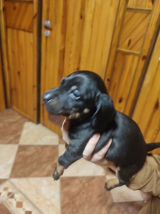 Jamnik krótkowłosy czarny podpalany.