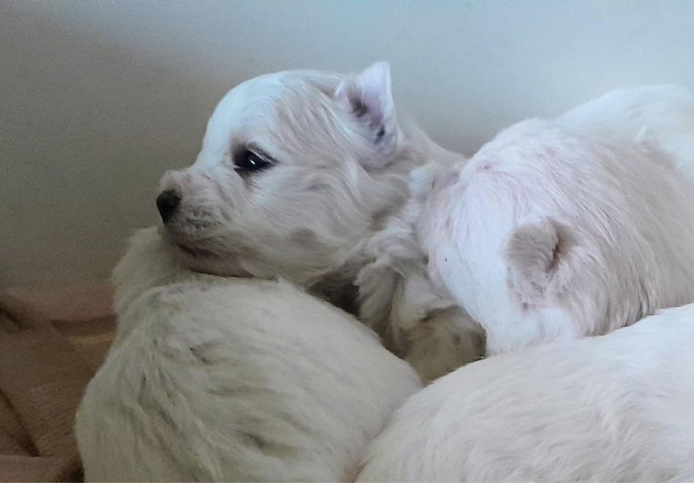 West Highland White Terrier - suczka (szczenię)