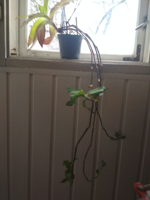 Вазон золотий вус кімнатна рослина